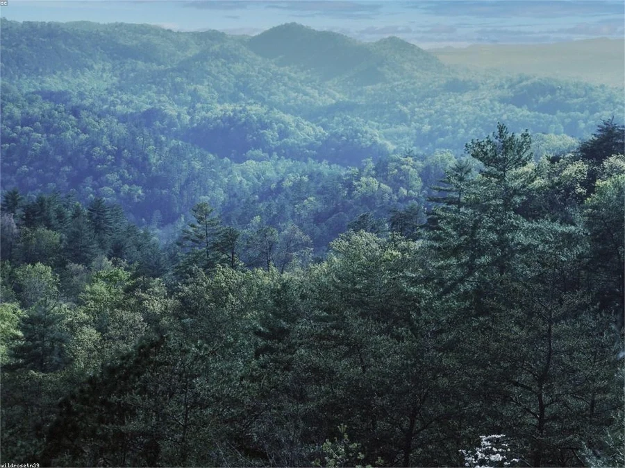Timber Acreage in Centerville